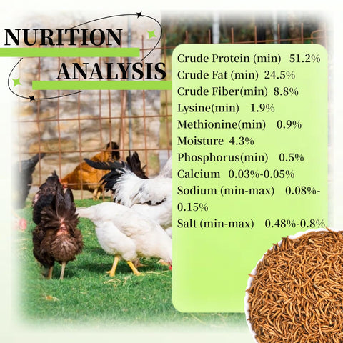 SANSECT mealworms protein-rich snack highlighting high protein content for flock health.