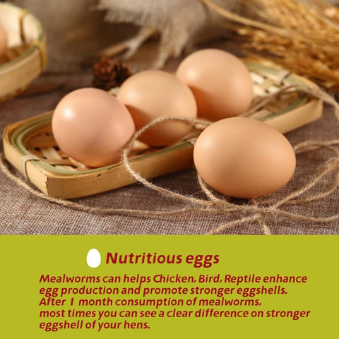 SANSECT mealworms quick-drying process illustrated for maximum flavor and freshness.