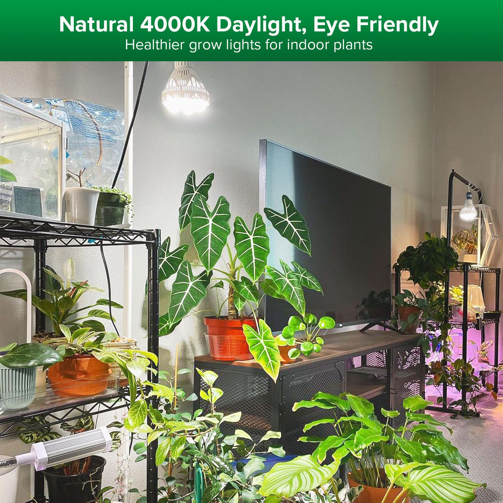 SANSI grow light with optical lens provides targeted PPFD for lush foliage