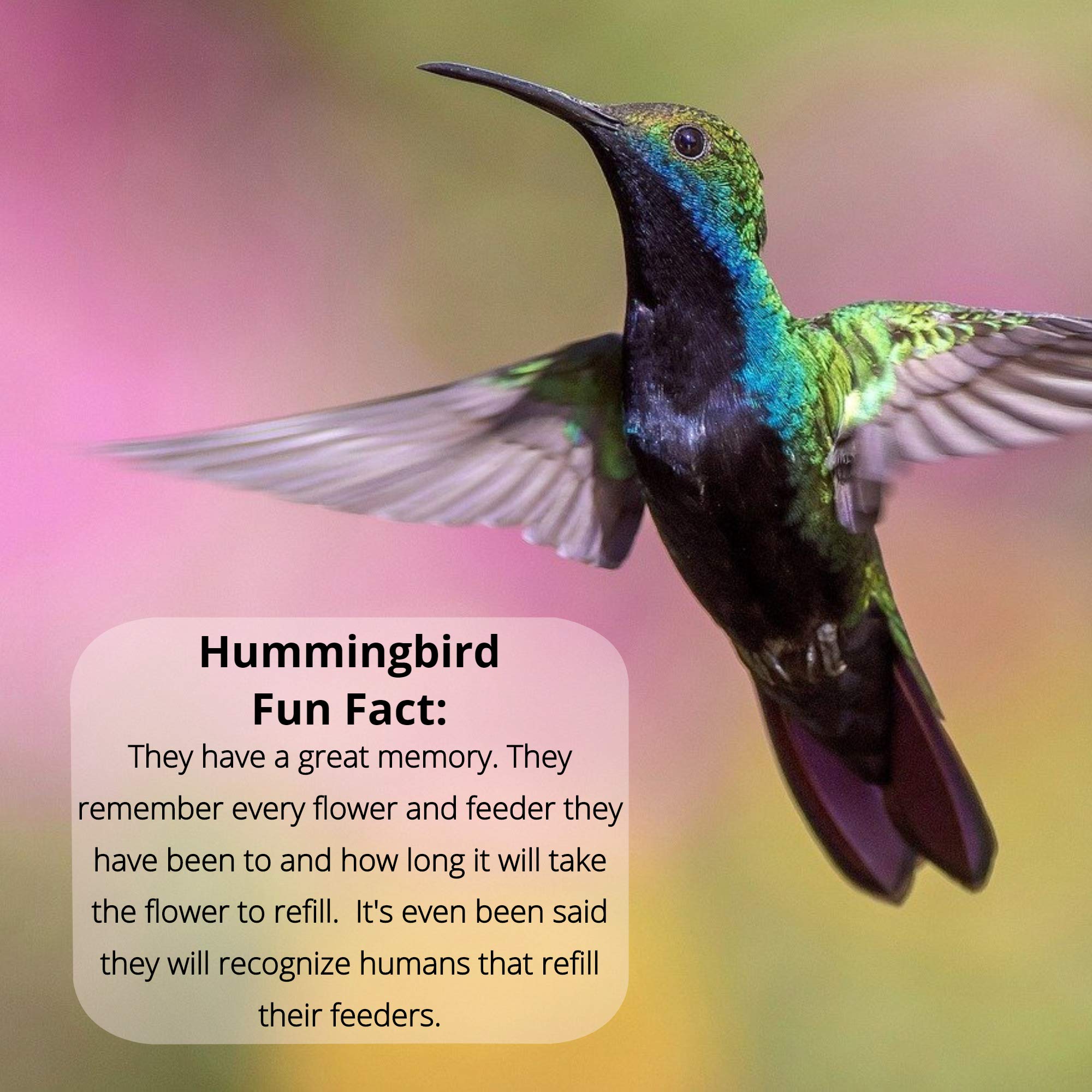 Sapphire Labs nectar attracts hummingbirds to a garden feeding station.