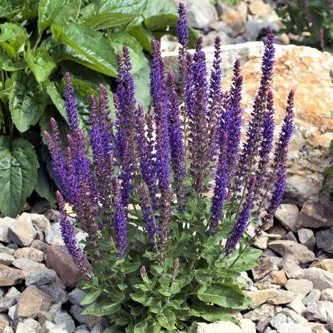SAVOIR May Night Blue Salvia seeds in garden beds to attract pollinators with violet blooms.