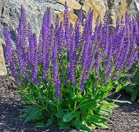 SAVOIR May Night Blue Salvia seeds indoors to start for earlier garden blooms.