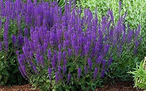 SAVOIR May Night Blue Salvia seeds for outdoor planting to boost drought-tolerant borders.
