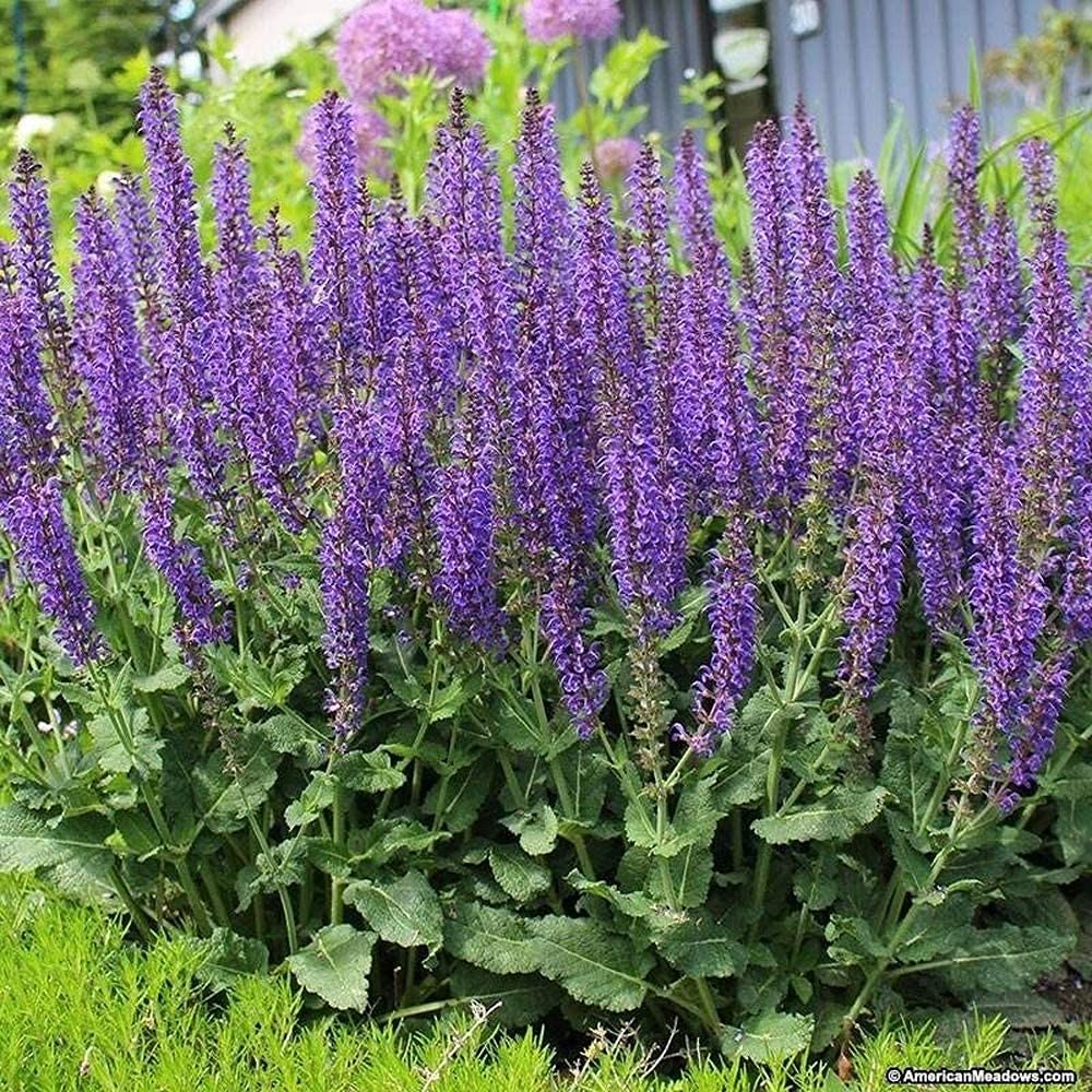 SAVOIR May Night Blue Salvia seeds pack for sunny borders to create vibrant perennial color.