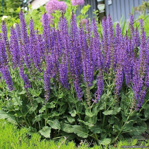 SAVOIR May Night Blue Salvia seeds pack for sunny borders to create vibrant perennial color.