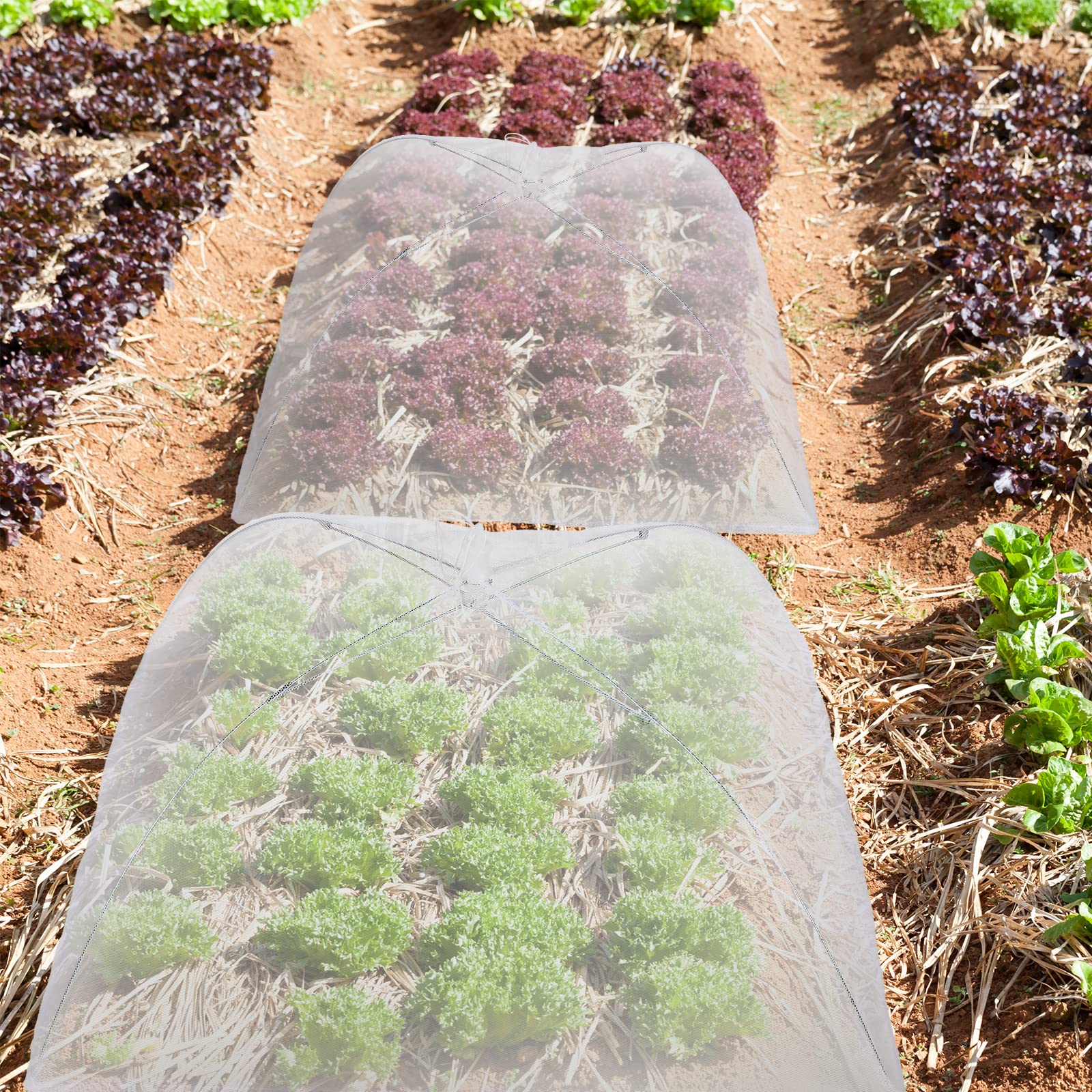 Sawysine outdoor plant protector suits vegetables, flowers, and berries.