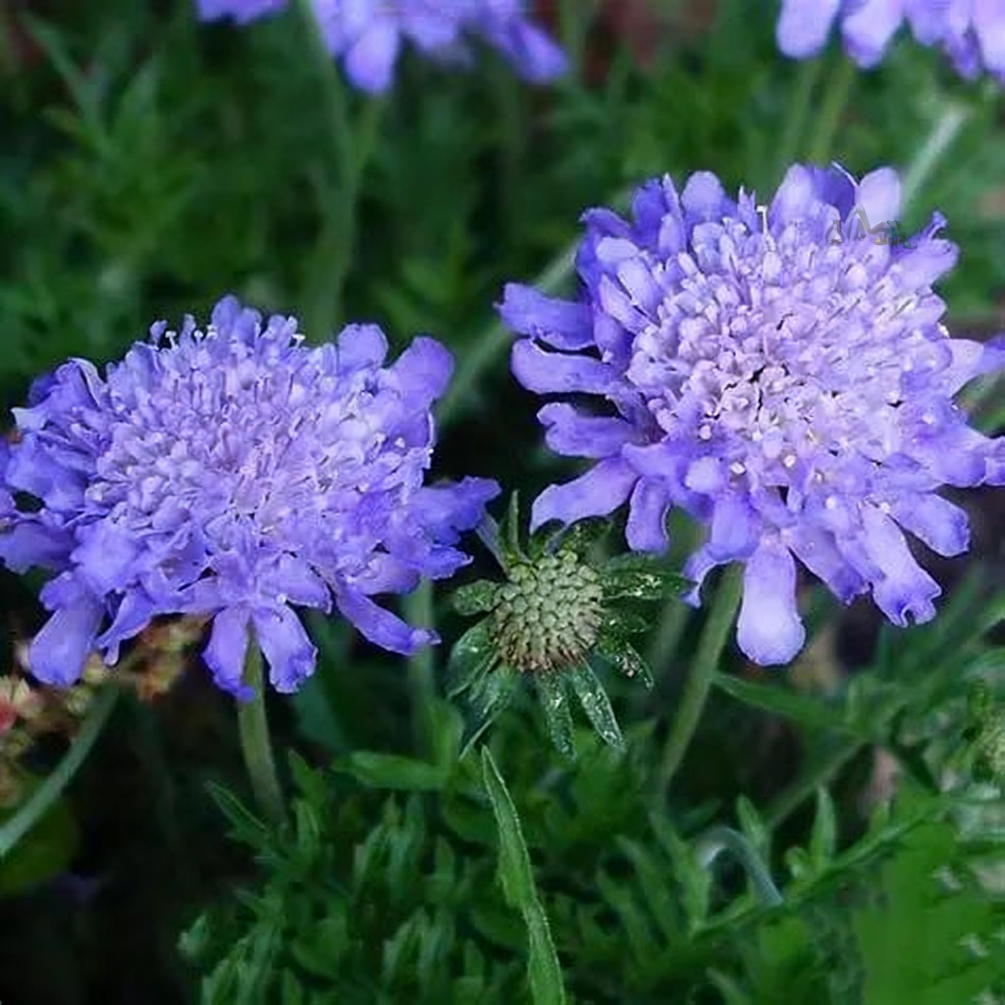 Scabiosa seed garden display extends from summer to fall