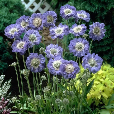 Well-drained soil and sun help Scabiosa seeds flourish