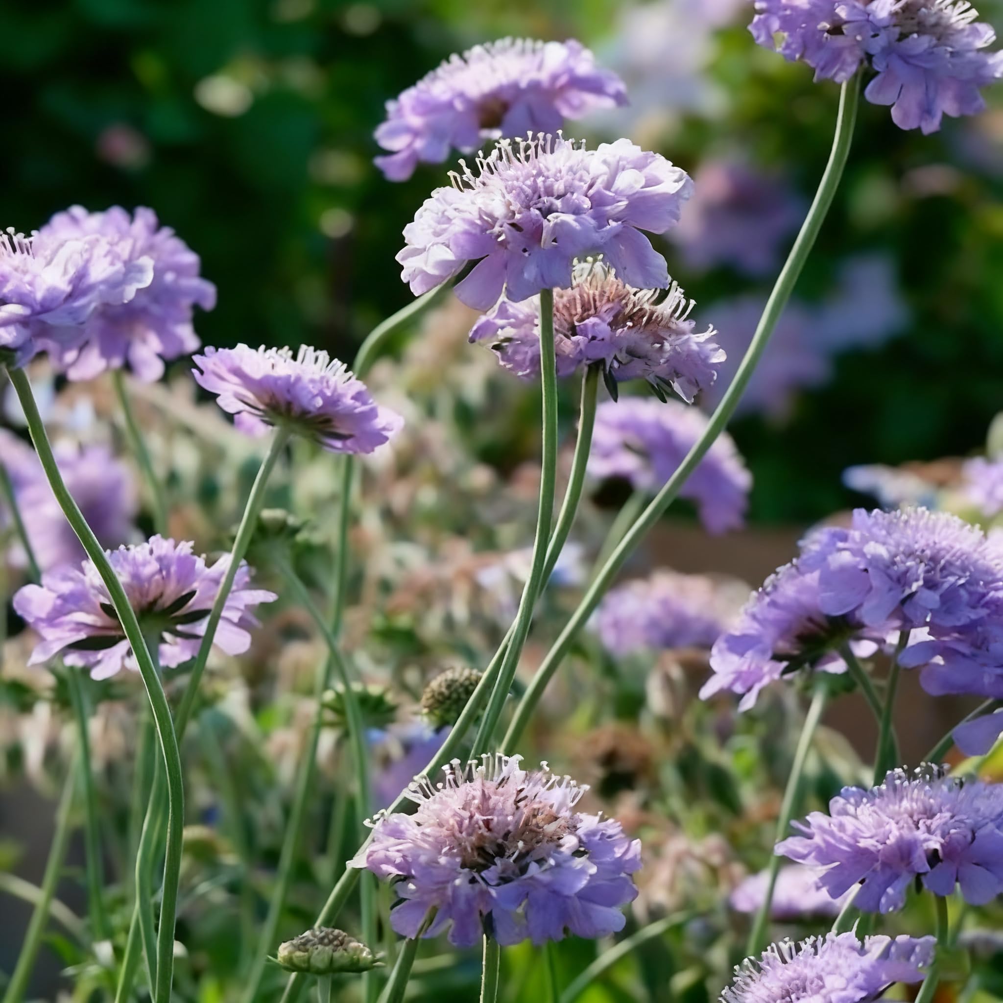 Hardy Scabiosa seeds thrive in zones 3–9 in sun