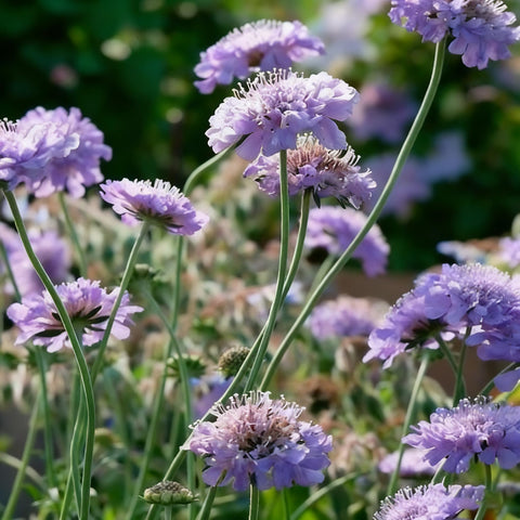 Hardy Scabiosa seeds thrive in zones 3–9 in sun