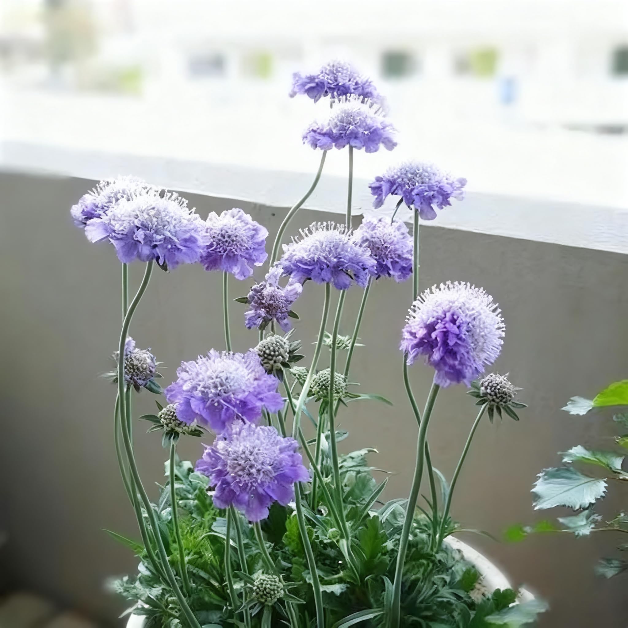 Long-stem cut flowers from Scabiosa seeds brighten bouquets