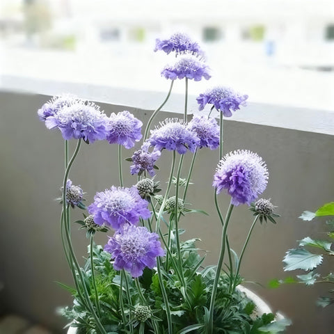 Long-stem cut flowers from Scabiosa seeds brighten bouquets