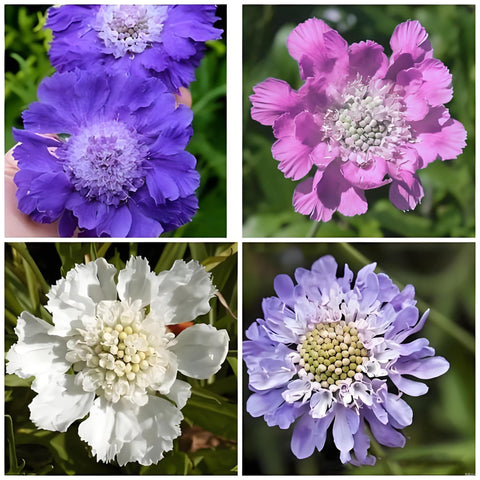 Scabiosa seeds mixed-color blooms create a lavender-blue pincushion focal point