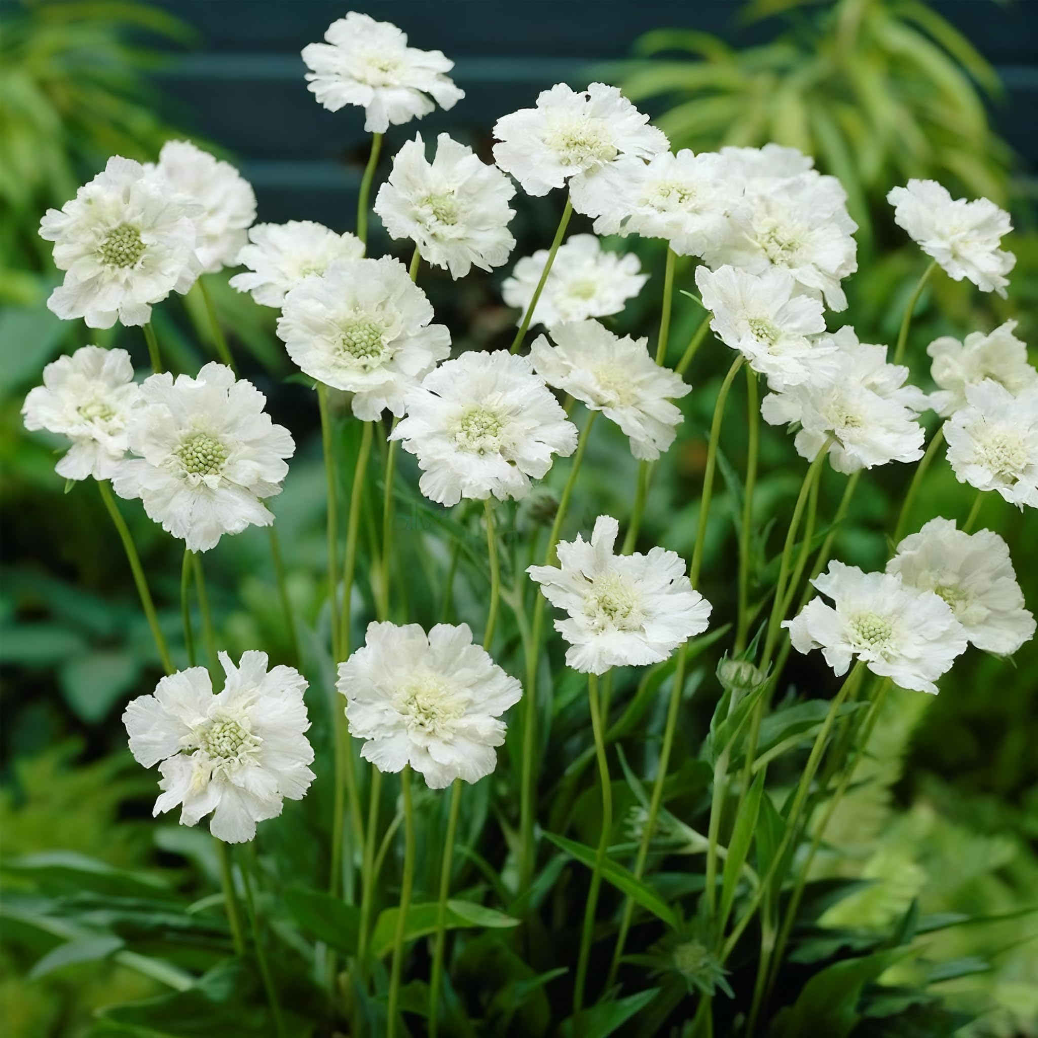 Pollinator-friendly Scabiosa seeds attract bees and butterflies