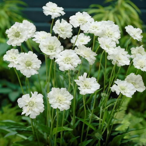 Pollinator-friendly Scabiosa seeds attract bees and butterflies