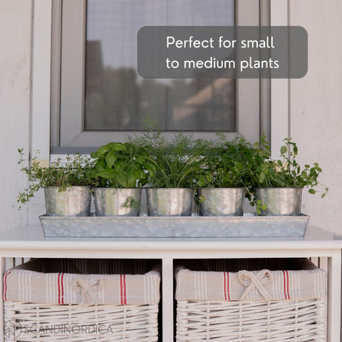SCANDINORDICA compact herb garden tray is easy to move