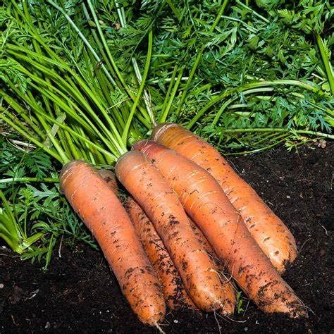 Scarlet Nantes carrot roots for juicing; crisp, sweet results for fresh blends.
