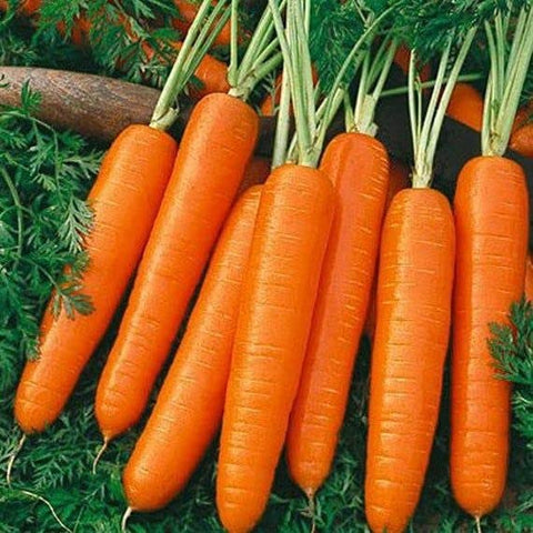 Scarlet Nantes carrot seeds ready for planting in sun or partial shade.