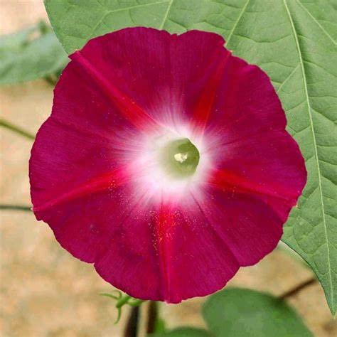 Scarlett O'Hara morning glory seeds produce red blooms for bright fences and trellises.