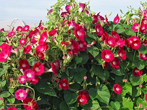 Scarlett O'Hara morning glory seeds vines reach up to 10 ft, ideal for sunny walls.
