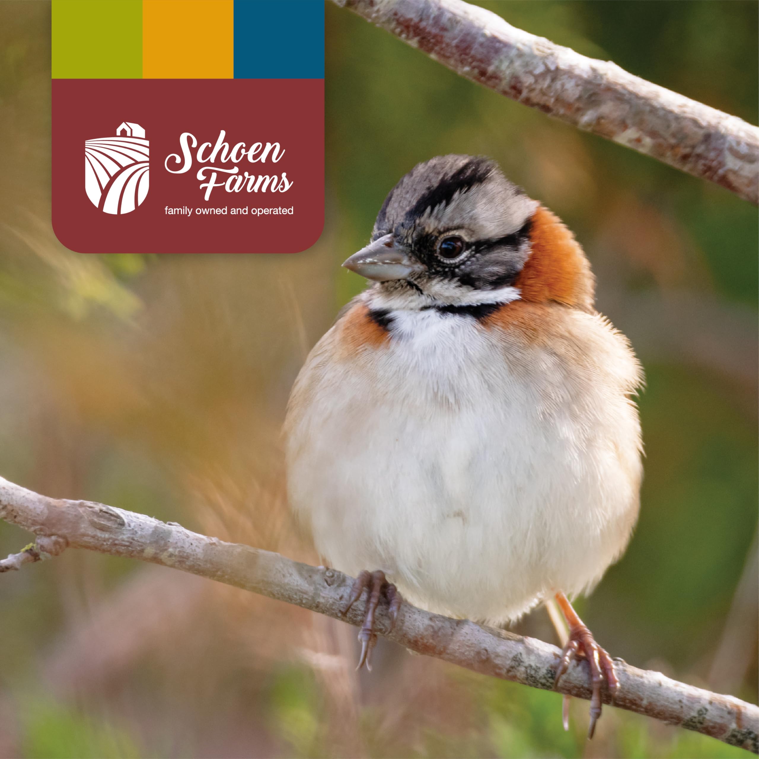 Schoen Farms Bright White Safflower Seeds bag shows premium quality and a family-owned touch.