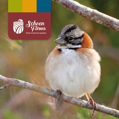 Schoen Farms Bright White Safflower Seeds bag shows premium quality and a family-owned touch.