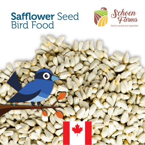Schoen Farms Bright White Safflower Seeds help doves find flavorful, non-greasy feed during quiet mornings.