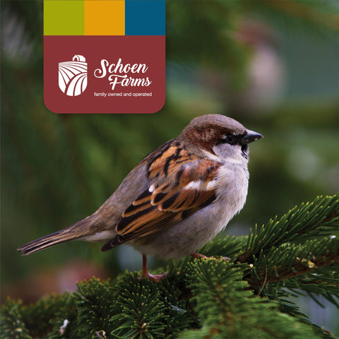 Schoen Farms high-energy seed fueling daily visits from garden birds.