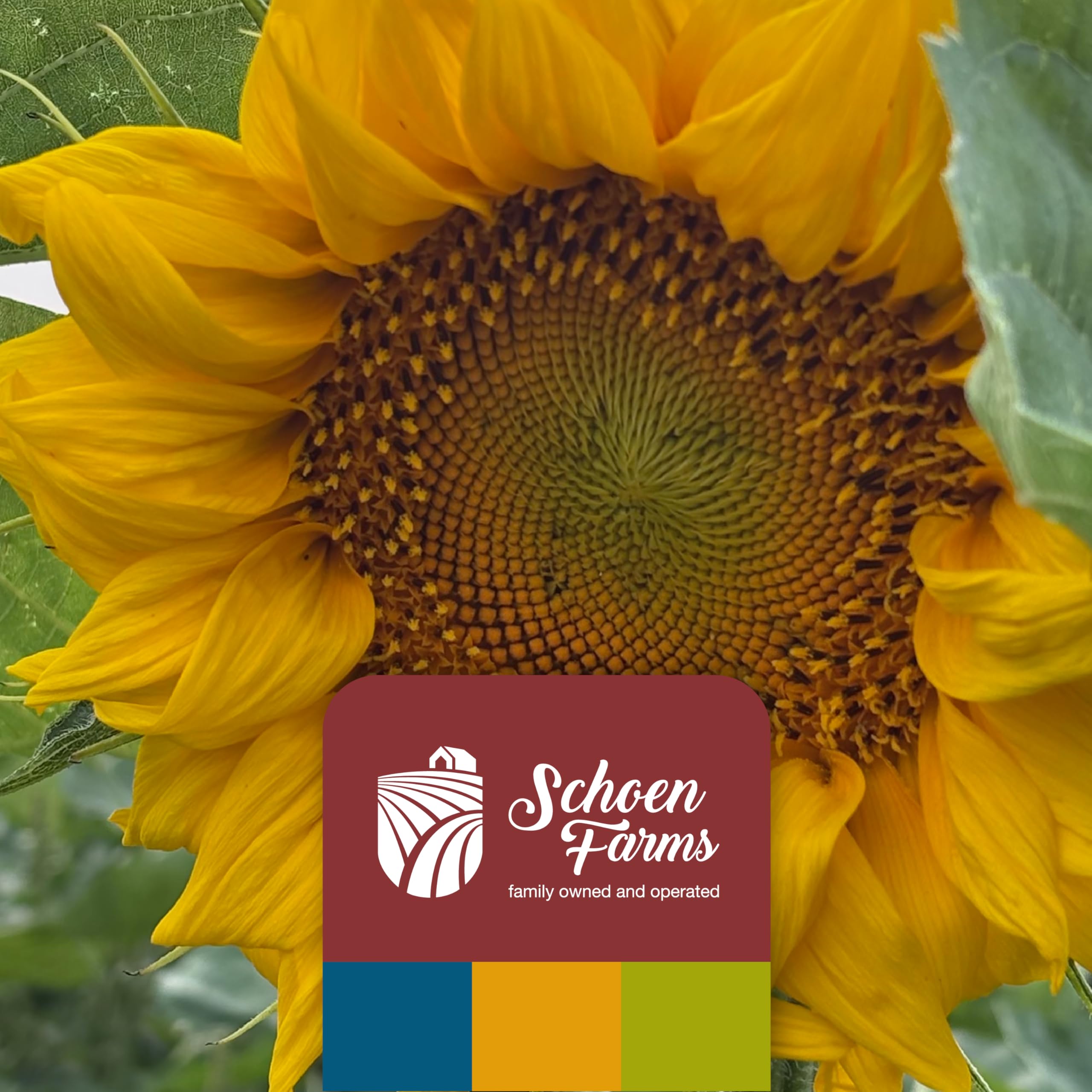Schoen Farms natural Canadian farm seeds invite colorful visitors to your yard.