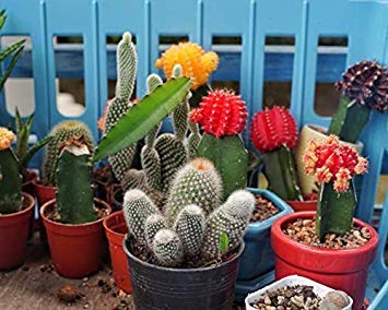 Schultz Cactus Plus 2-pack display ready for easy feeding of succulents.