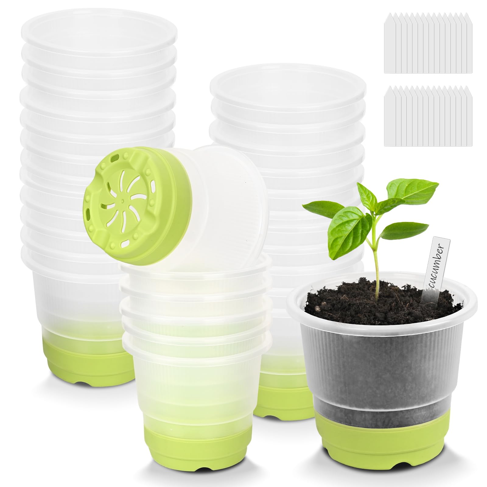 Sckee clear nursery pots show soil moisture and roots for healthy seedlings.