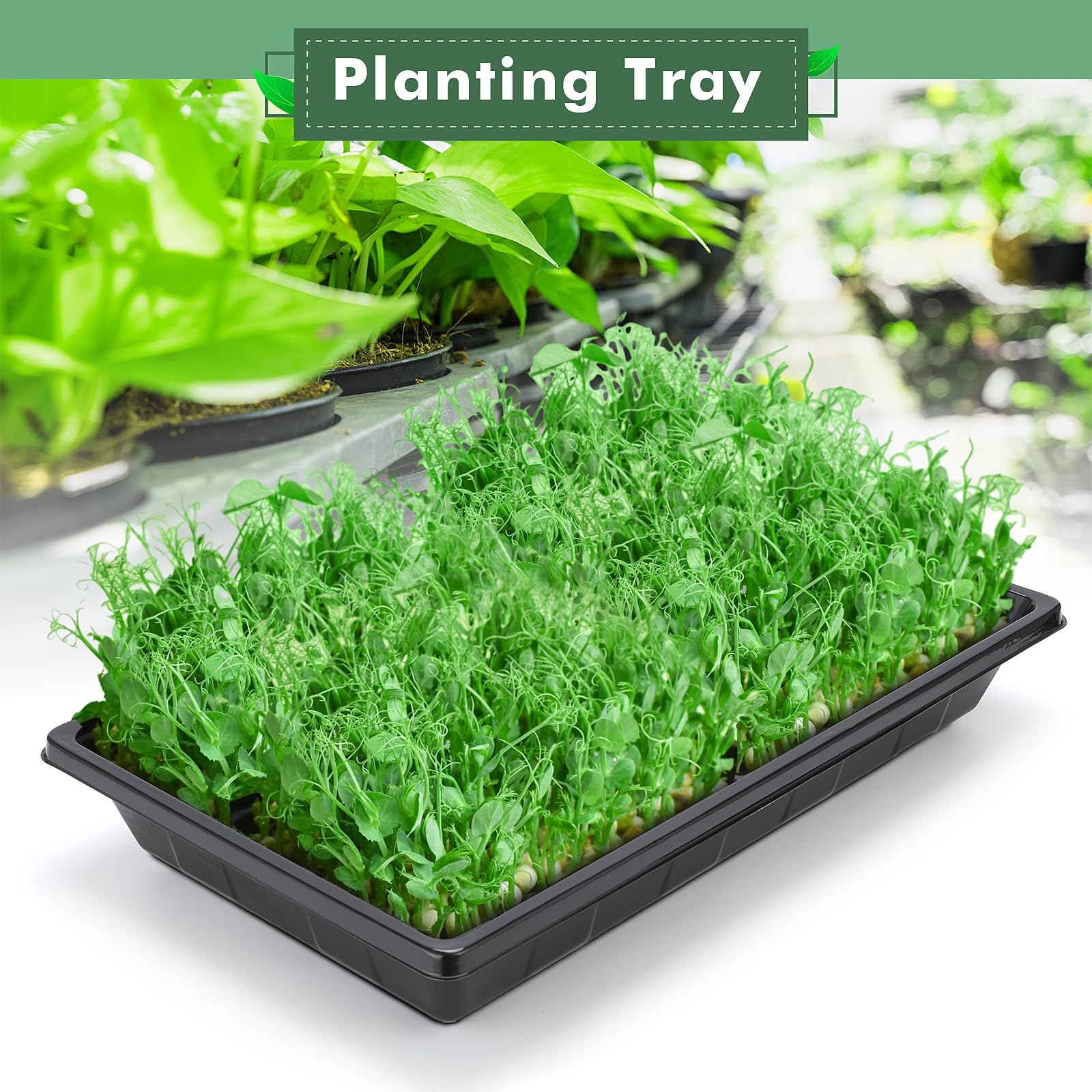 Sckee No-Holes tray example highlighting leak-free moisture control.