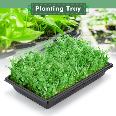 Sckee No-Holes tray example highlighting leak-free moisture control.