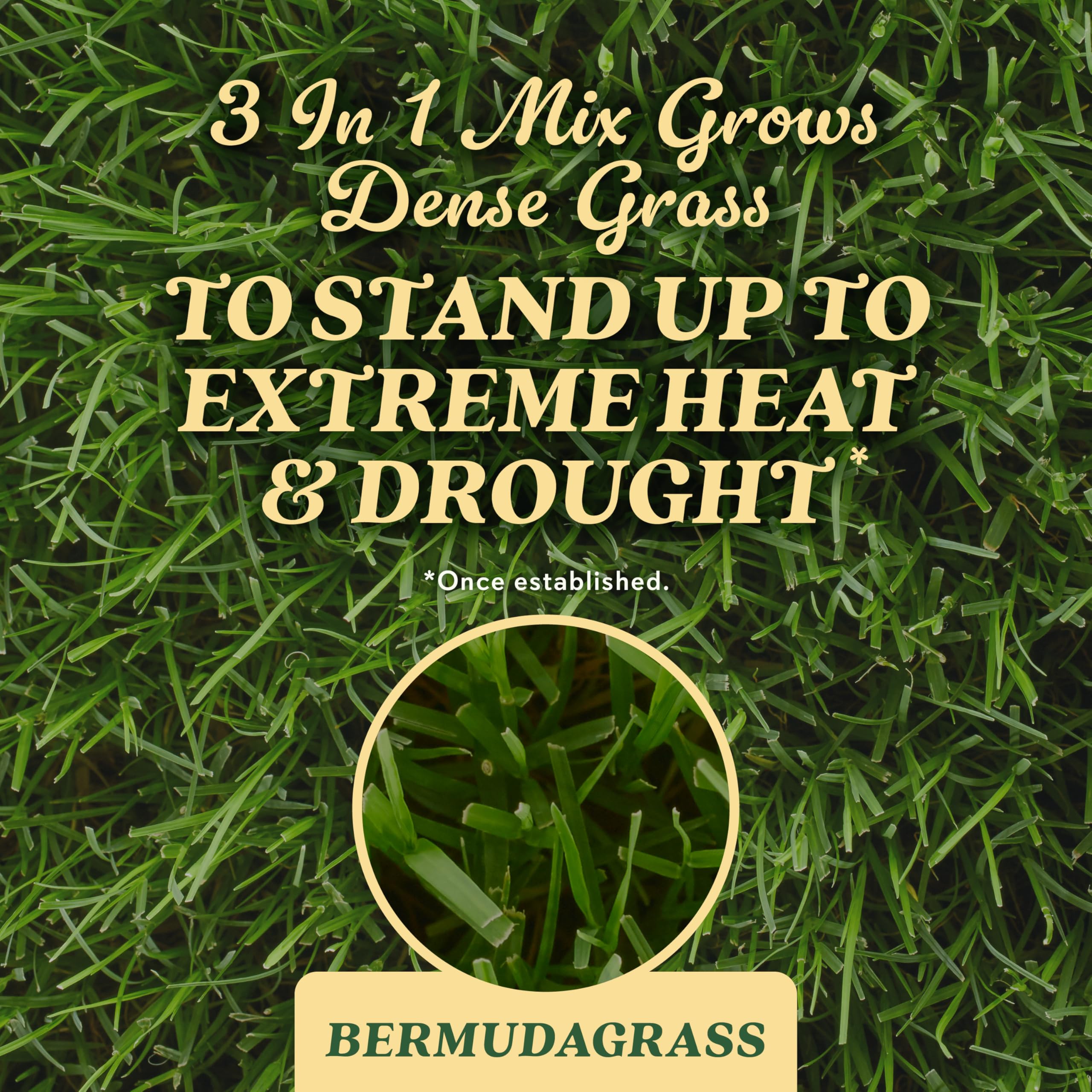 Scotts Bermudagrass seed establishing dense turf on a patch