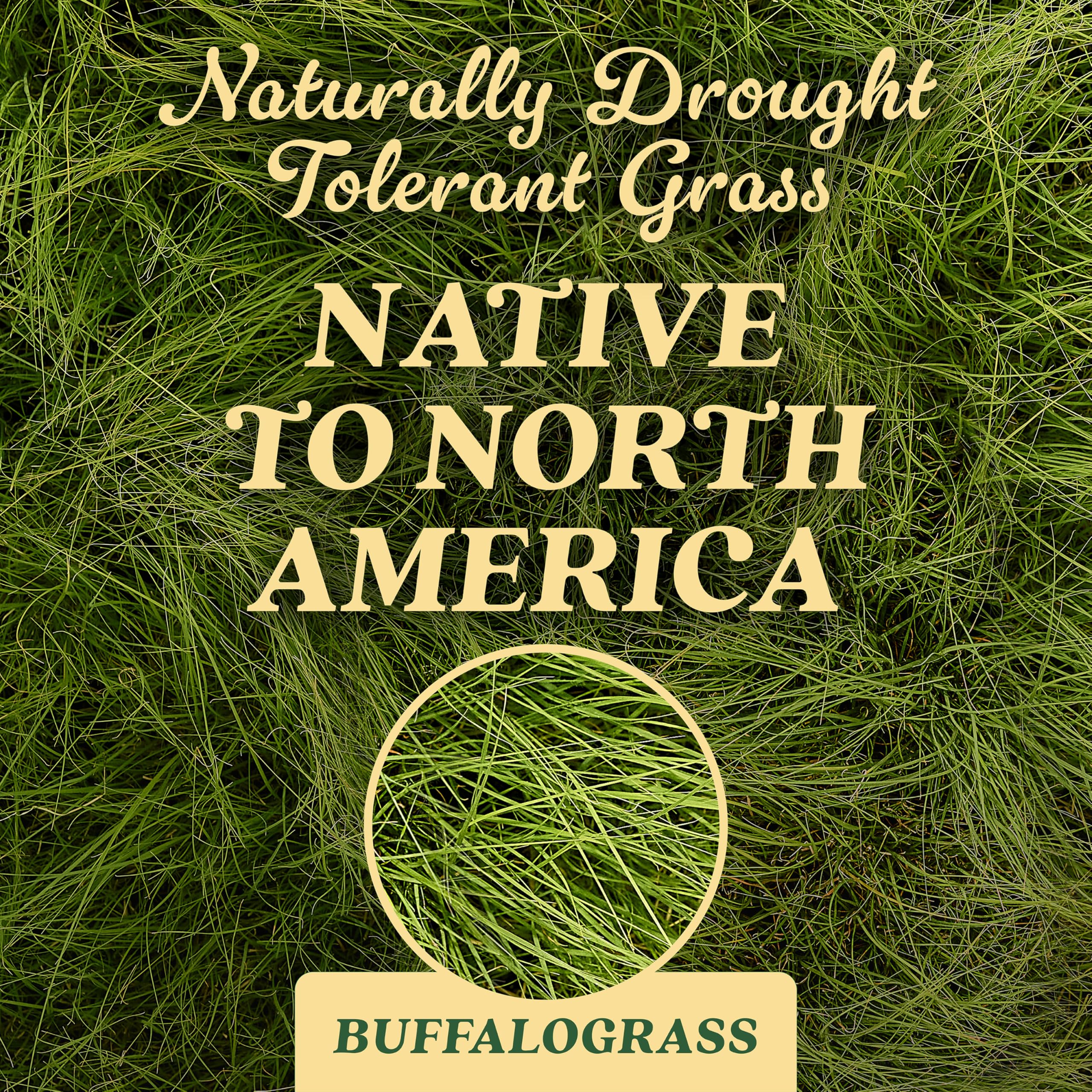 Scotts Buffalograss seed being applied to a lush lawn.