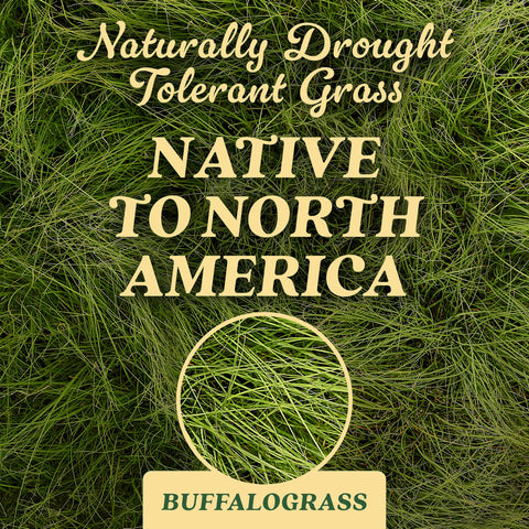 Scotts Buffalograss seed being applied to a lush lawn.