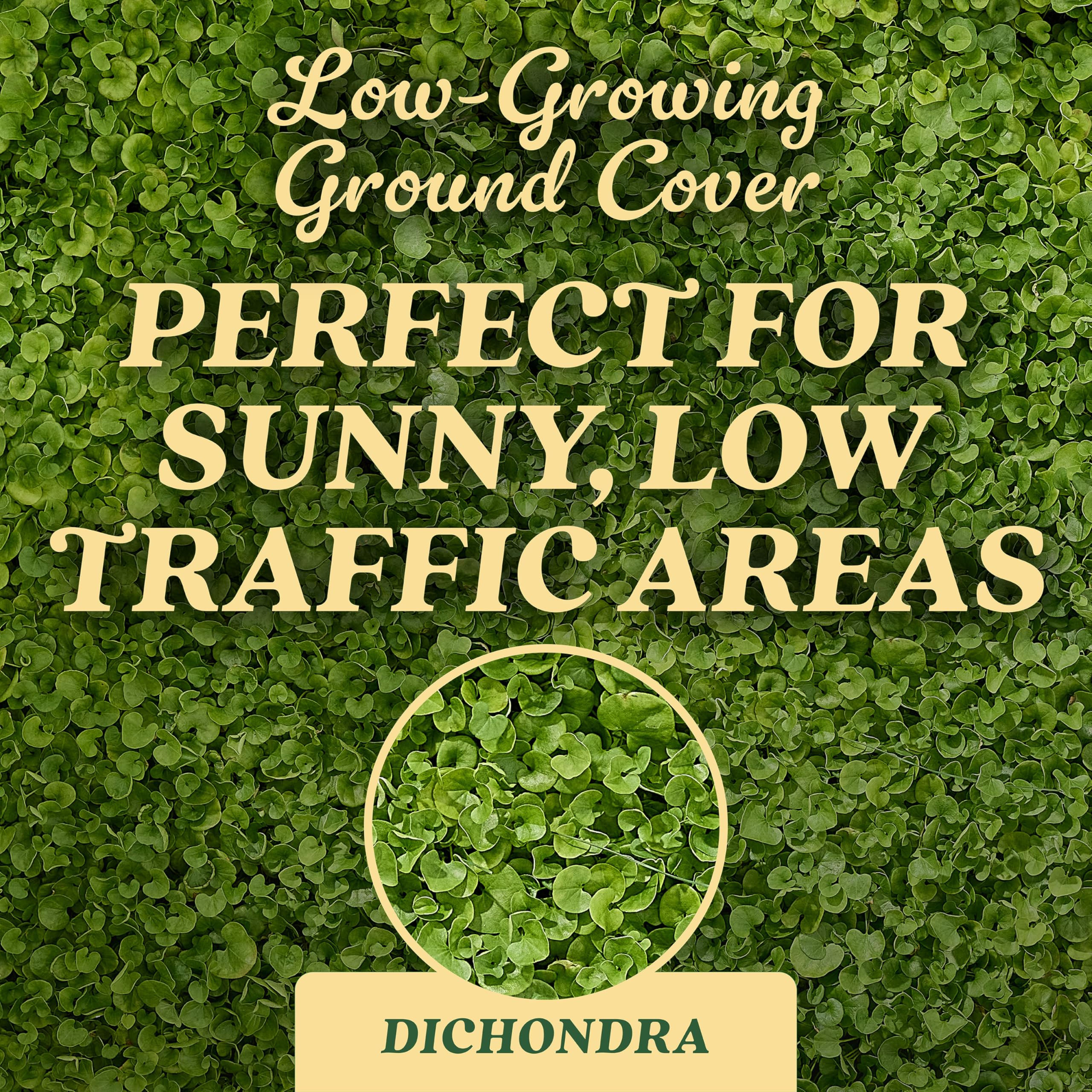 Scotts dichondra seed new lawn application shows start to finish for overseeding
