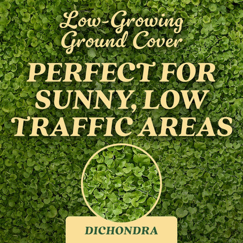 Scotts dichondra seed new lawn application shows start to finish for overseeding