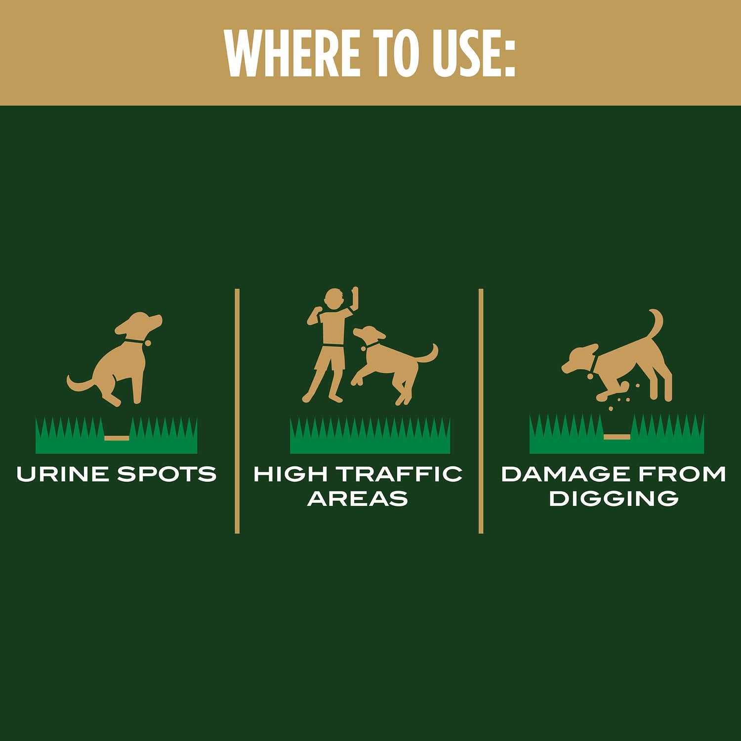 Urine-damage area treated with Scotts EZ Seed Dog Spot Repair