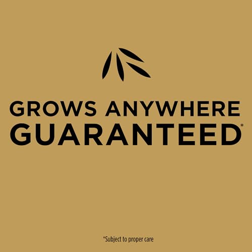 Scotts EZ Seed Patch & Repair growth in sun and shade conditions.