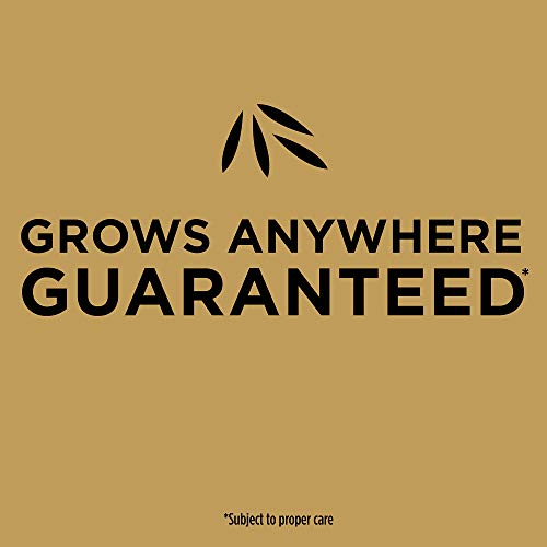 Scotts EZ Seed Patch & Repair Sun & Shade performs in sunny and shaded areas