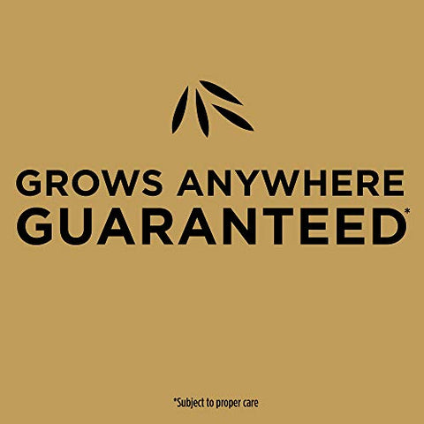 Scotts EZ Seed Patch & Repair Sun & Shade performs in sunny and shaded areas