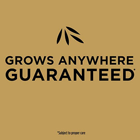 Scotts EZ Seed Patch & Repair watering activates germination.