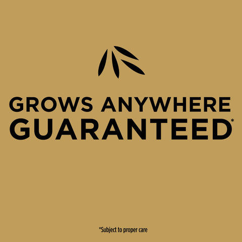Scotts EZ Seed Patch & Repair requires thorough watering to activate mulch.