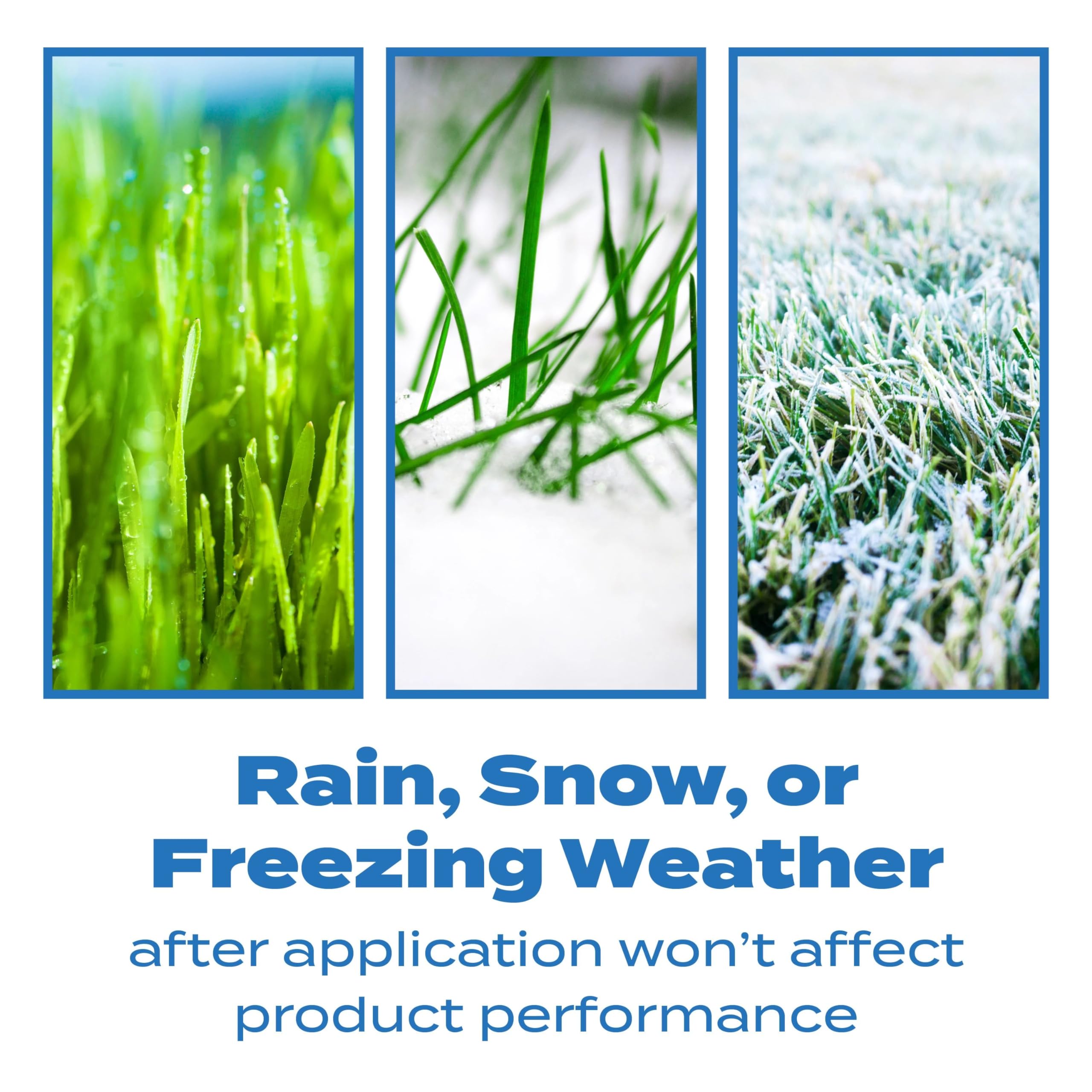 Scotts Halts granules on a dry lawn illustrating pre-emergent weed prevention.