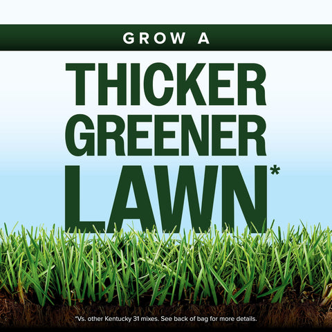 Scotts Kentucky 31 seed mix dense green blend for thick turf