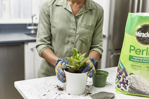 Scotts Miracle-Gro Perlite used for rooting cuttings in a lightweight medium