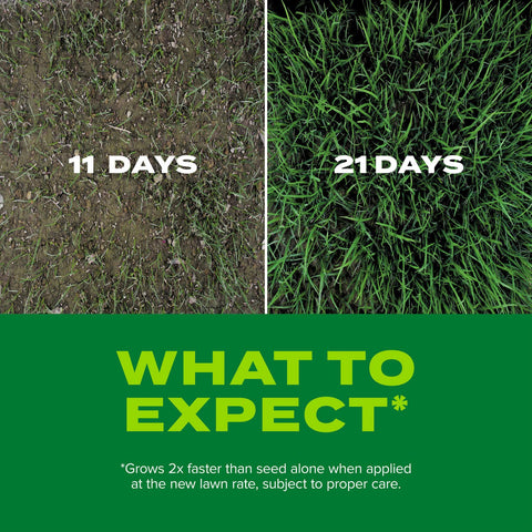Overseeding large areas to create a thicker, greener lawn.