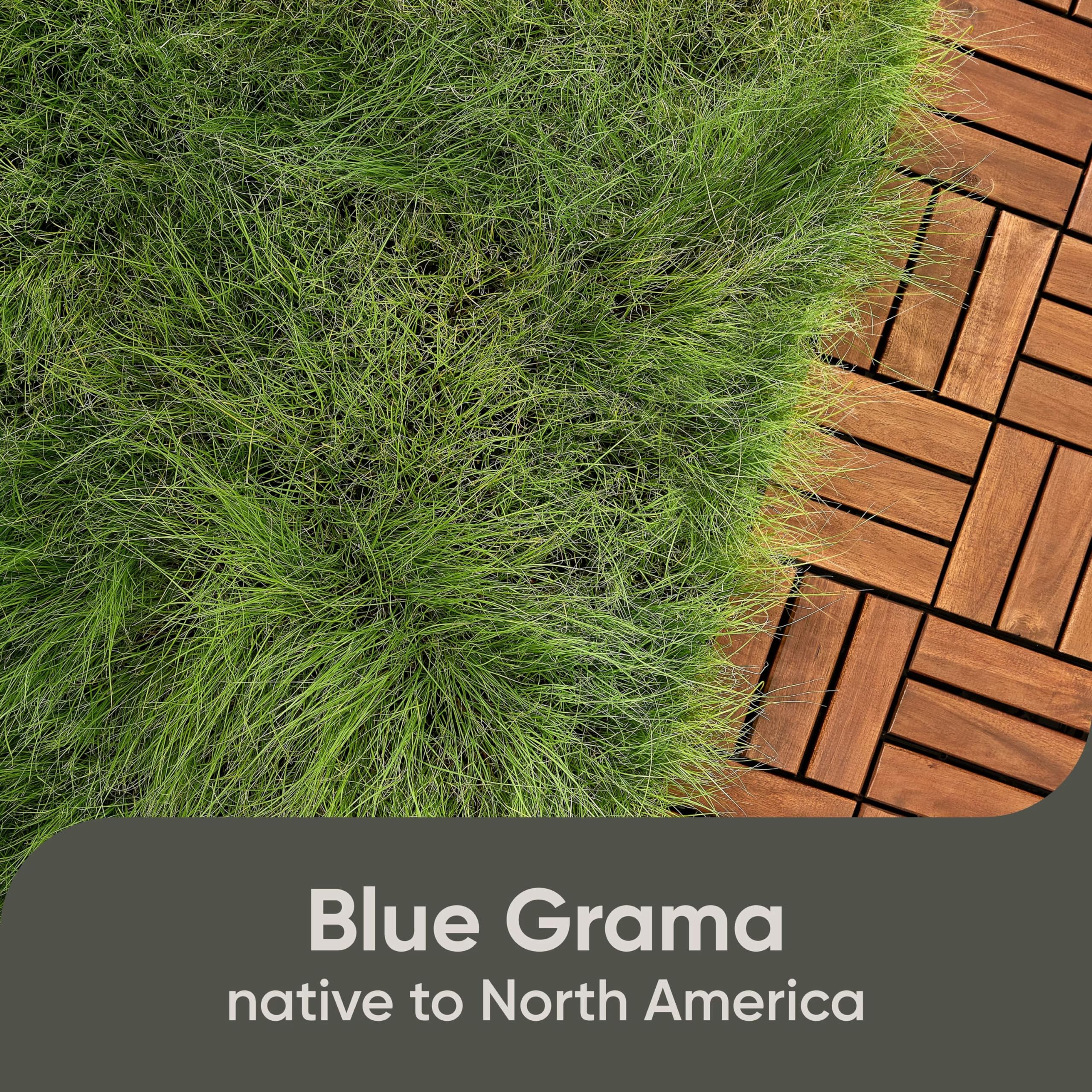 Native Blue Grama seed promoting deep root growth and drought resilience.