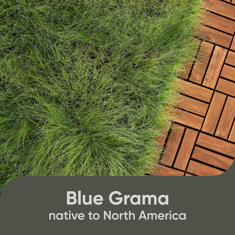 Native Blue Grama seed promoting deep root growth and drought resilience.